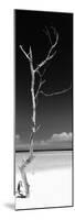 Cuba Fuerte Collection Panoramic BW - Solitary Tree-Philippe Hugonnard-Mounted Photographic Print