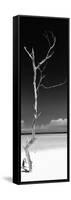 Cuba Fuerte Collection Panoramic BW - Solitary Tree-Philippe Hugonnard-Framed Stretched Canvas