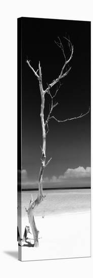 Cuba Fuerte Collection Panoramic BW - Solitary Tree-Philippe Hugonnard-Stretched Canvas