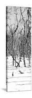 Cuba Fuerte Collection Panoramic BW - White Forest-Philippe Hugonnard-Stretched Canvas