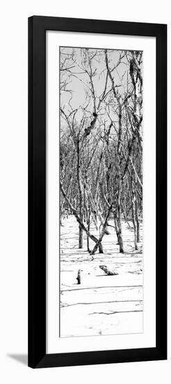 Cuba Fuerte Collection Panoramic BW - White Forest-Philippe Hugonnard-Framed Photographic Print