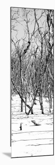 Cuba Fuerte Collection Panoramic BW - White Forest-Philippe Hugonnard-Mounted Photographic Print