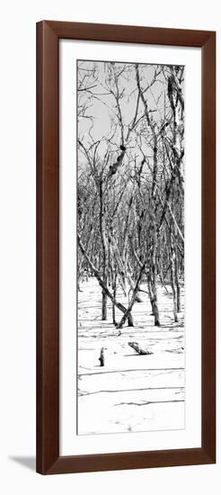 Cuba Fuerte Collection Panoramic BW - White Forest-Philippe Hugonnard-Framed Photographic Print