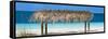 Cuba Fuerte Collection Panoramic - Paradise Beach-Philippe Hugonnard-Framed Stretched Canvas