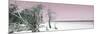 Cuba Fuerte Collection Panoramic - Sandy Beach Pastel Pink-Philippe Hugonnard-Mounted Photographic Print