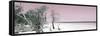 Cuba Fuerte Collection Panoramic - Sandy Beach Pastel Pink-Philippe Hugonnard-Framed Stretched Canvas