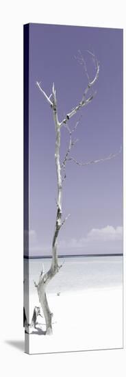 Cuba Fuerte Collection Panoramic - Solitary Tree - Pastel Mauve-Philippe Hugonnard-Stretched Canvas