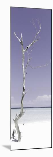 Cuba Fuerte Collection Panoramic - Solitary Tree - Pastel Mauve-Philippe Hugonnard-Mounted Photographic Print