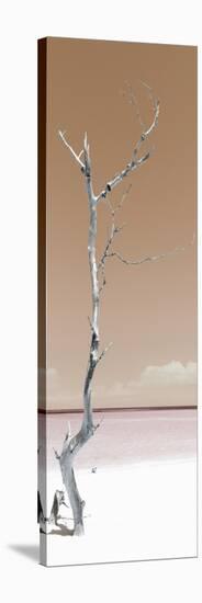 Cuba Fuerte Collection Panoramic - Solitary Tree - Pastel Orange-Philippe Hugonnard-Stretched Canvas