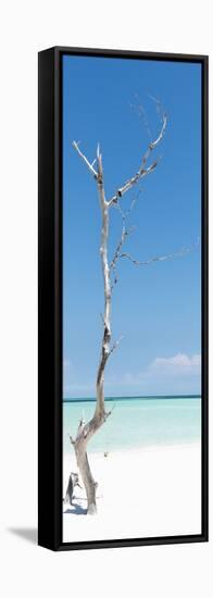 Cuba Fuerte Collection Panoramic - Solitary Tree-Philippe Hugonnard-Framed Stretched Canvas