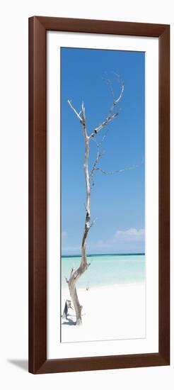 Cuba Fuerte Collection Panoramic - Solitary Tree-Philippe Hugonnard-Framed Photographic Print