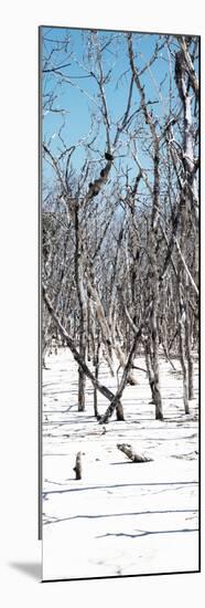 Cuba Fuerte Collection Panoramic - White Forest-Philippe Hugonnard-Mounted Photographic Print