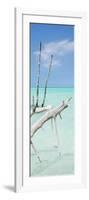 Cuba Fuerte Collection Panoramic - White Trees-Philippe Hugonnard-Framed Photographic Print