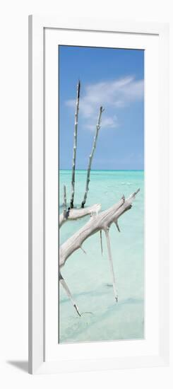 Cuba Fuerte Collection Panoramic - White Trees-Philippe Hugonnard-Framed Photographic Print