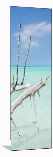 Cuba Fuerte Collection Panoramic - White Trees-Philippe Hugonnard-Mounted Photographic Print