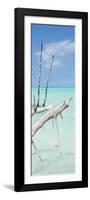 Cuba Fuerte Collection Panoramic - White Trees-Philippe Hugonnard-Framed Photographic Print