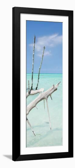 Cuba Fuerte Collection Panoramic - White Trees-Philippe Hugonnard-Framed Photographic Print