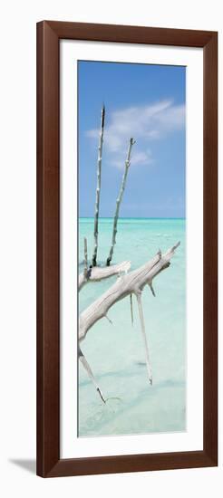 Cuba Fuerte Collection Panoramic - White Trees-Philippe Hugonnard-Framed Photographic Print
