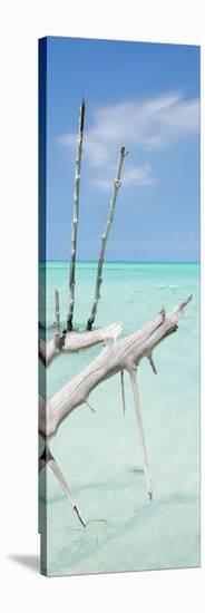 Cuba Fuerte Collection Panoramic - White Trees-Philippe Hugonnard-Stretched Canvas