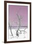 Cuba Fuerte Collection - Pink Stillness II-Philippe Hugonnard-Framed Photographic Print