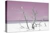 Cuba Fuerte Collection - Pink Stillness-Philippe Hugonnard-Stretched Canvas