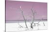 Cuba Fuerte Collection - Pink Stillness-Philippe Hugonnard-Stretched Canvas