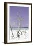 Cuba Fuerte Collection - Purple Stillness II-Philippe Hugonnard-Framed Photographic Print