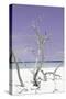 Cuba Fuerte Collection - Purple Stillness II-Philippe Hugonnard-Stretched Canvas