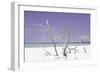 Cuba Fuerte Collection - Purple Stillness-Philippe Hugonnard-Framed Photographic Print