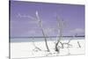 Cuba Fuerte Collection - Purple Stillness-Philippe Hugonnard-Stretched Canvas