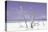 Cuba Fuerte Collection - Purple Stillness-Philippe Hugonnard-Stretched Canvas