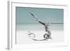 Cuba Fuerte Collection - Solitary Tree on the Beach - Pastel Aquamarine-Philippe Hugonnard-Framed Photographic Print