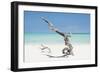 Cuba Fuerte Collection - Solitary Tree on the Beach-Philippe Hugonnard-Framed Photographic Print