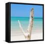 Cuba Fuerte Collection SQ - Alone on the Beach-Philippe Hugonnard-Framed Stretched Canvas