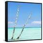 Cuba Fuerte Collection SQ - Aquatic Tree-Philippe Hugonnard-Framed Stretched Canvas