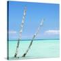 Cuba Fuerte Collection SQ - Aquatic Tree-Philippe Hugonnard-Stretched Canvas