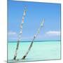 Cuba Fuerte Collection SQ - Aquatic Tree-Philippe Hugonnard-Mounted Photographic Print