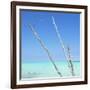 Cuba Fuerte Collection SQ - Aquatic Trees-Philippe Hugonnard-Framed Photographic Print