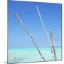 Cuba Fuerte Collection SQ - Aquatic Trees-Philippe Hugonnard-Mounted Photographic Print