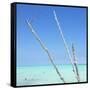 Cuba Fuerte Collection SQ - Aquatic Trees-Philippe Hugonnard-Framed Stretched Canvas