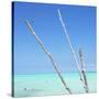 Cuba Fuerte Collection SQ - Aquatic Trees-Philippe Hugonnard-Stretched Canvas