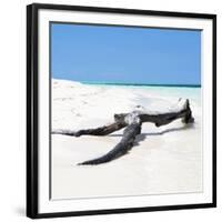 Cuba Fuerte Collection SQ - Black Tree on the Beach-Philippe Hugonnard-Framed Photographic Print