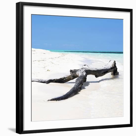 Cuba Fuerte Collection SQ - Black Tree on the Beach-Philippe Hugonnard-Framed Photographic Print