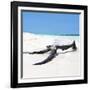 Cuba Fuerte Collection SQ - Black Tree on the Beach-Philippe Hugonnard-Framed Photographic Print