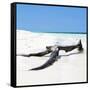 Cuba Fuerte Collection SQ - Black Tree on the Beach-Philippe Hugonnard-Framed Stretched Canvas