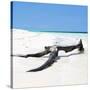 Cuba Fuerte Collection SQ - Black Tree on the Beach-Philippe Hugonnard-Stretched Canvas