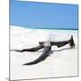 Cuba Fuerte Collection SQ - Black Tree on the Beach-Philippe Hugonnard-Mounted Photographic Print