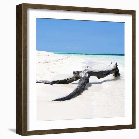 Cuba Fuerte Collection SQ - Black Tree on the Beach-Philippe Hugonnard-Framed Photographic Print