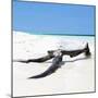 Cuba Fuerte Collection SQ - Black Tree on the Beach-Philippe Hugonnard-Mounted Photographic Print