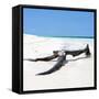 Cuba Fuerte Collection SQ - Black Tree on the Beach-Philippe Hugonnard-Framed Stretched Canvas
